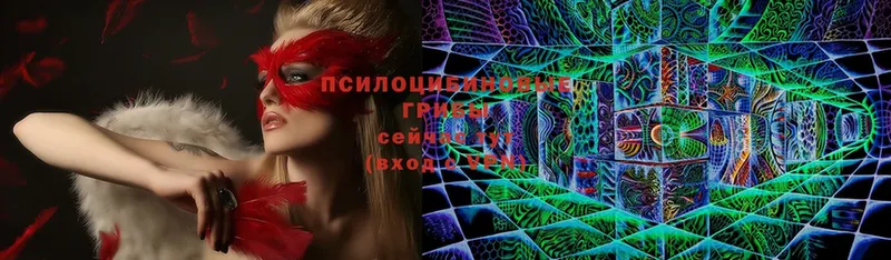 Псилоцибиновые грибы Cubensis  Алзамай 